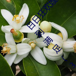 日日狂歡嫂嫂真給力 日日嫂子2017狠狠射才能得到滿足(3