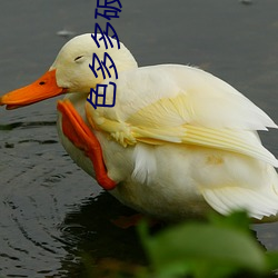 色多多破解(解)app新版本