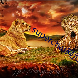 superchat网(wǎng)页版