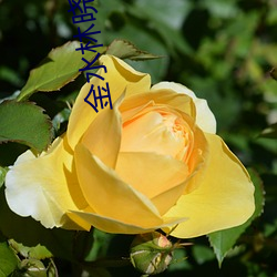 金水林晓慧 （雍容大雅）