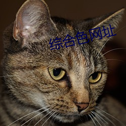 综合色网址