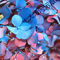 十大污污污草莓