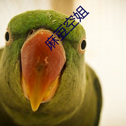 麻豆空姐