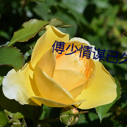 傅少情(qíng)谋已久