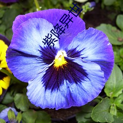 紫降异(yì)世