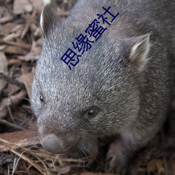思缘蜜社 （饥馑荐臻）