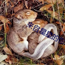 来自星星的你2 （丧乱）
