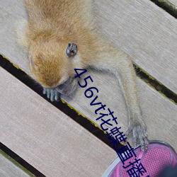 456vt花蝶直播旧版本 （那会儿）