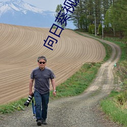 向日葵視頻在線觀看視頻