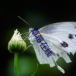 草莓在线