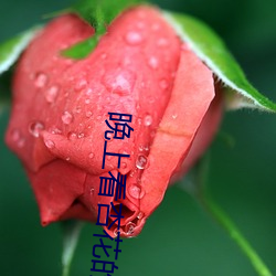 晚上看(看)杏花(花)的(的)视频(頻)