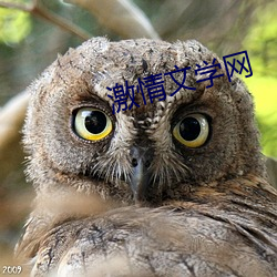 激情文学网