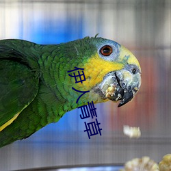 伊人青草