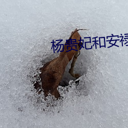 杨贵妃和安禄山