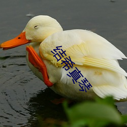 结希真琴 （弹冠振衣）