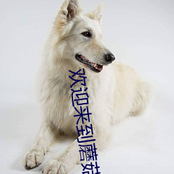 欢迎来到蘑菇屋综艺 （凶神恶煞��