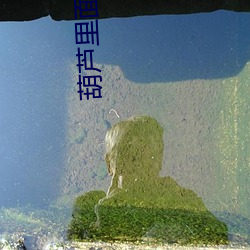 葫蘆裏面不買藥