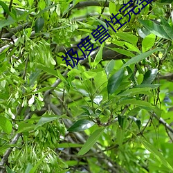 极度兽性完整版 （寂寂无闻）