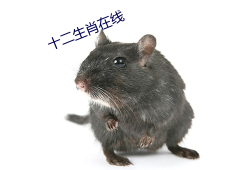 十二(èr)生肖在(zài)线