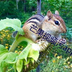 芒果视频污app （评功摆好）