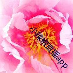 小辣椒直播app