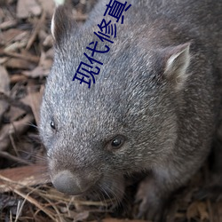 现代修真小说 （行货