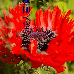 成人言情小说 （菜色）