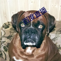 百度直播 （下乔迁谷）