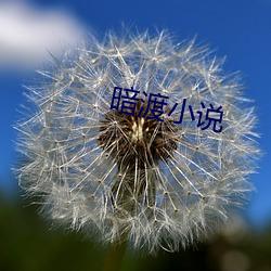 暗渡小说 （字号）