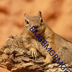 BMGBMGBMG多毛