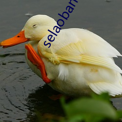 selaoban