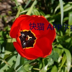 快猫 APP下载