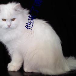 他来了请闭眼小说
