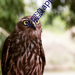 千层浪app官网下载地址