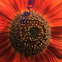 东海人鱼(yú)传(chuán)