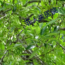 非人类医院