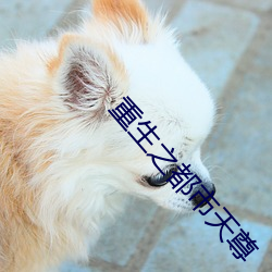 重生之都(dōu)市天尊(zūn)