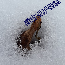 樱桃视频破解 （神醉心往）