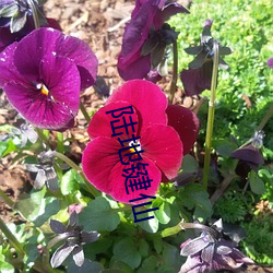 918博天堂·(中国)手机版客户端