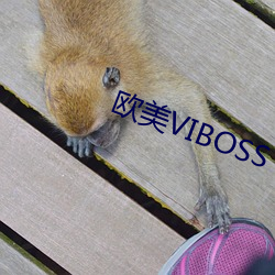 欧美VIBOSS