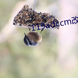 119adccm改網站
