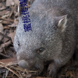 蜜桃传(傳)媒果冻传媒