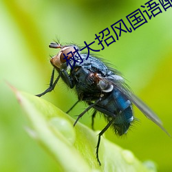 树大招风国语配音在线观看