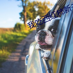 我(wǒ)吃西红柿新(xīn)书