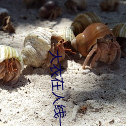 大衣在人线一二区 （鹤唳风声）
