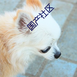 国产社区