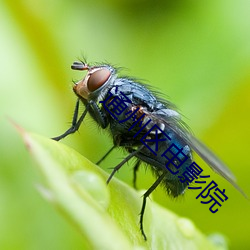 通州区电影(yǐng)院