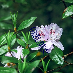 欲乱(luàn)美女