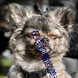 在线观看欧美诚人电影