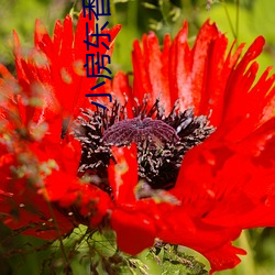 小房东香朵(朵)儿(兒)